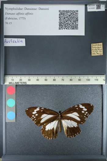Media type: image;   Entomology 165891